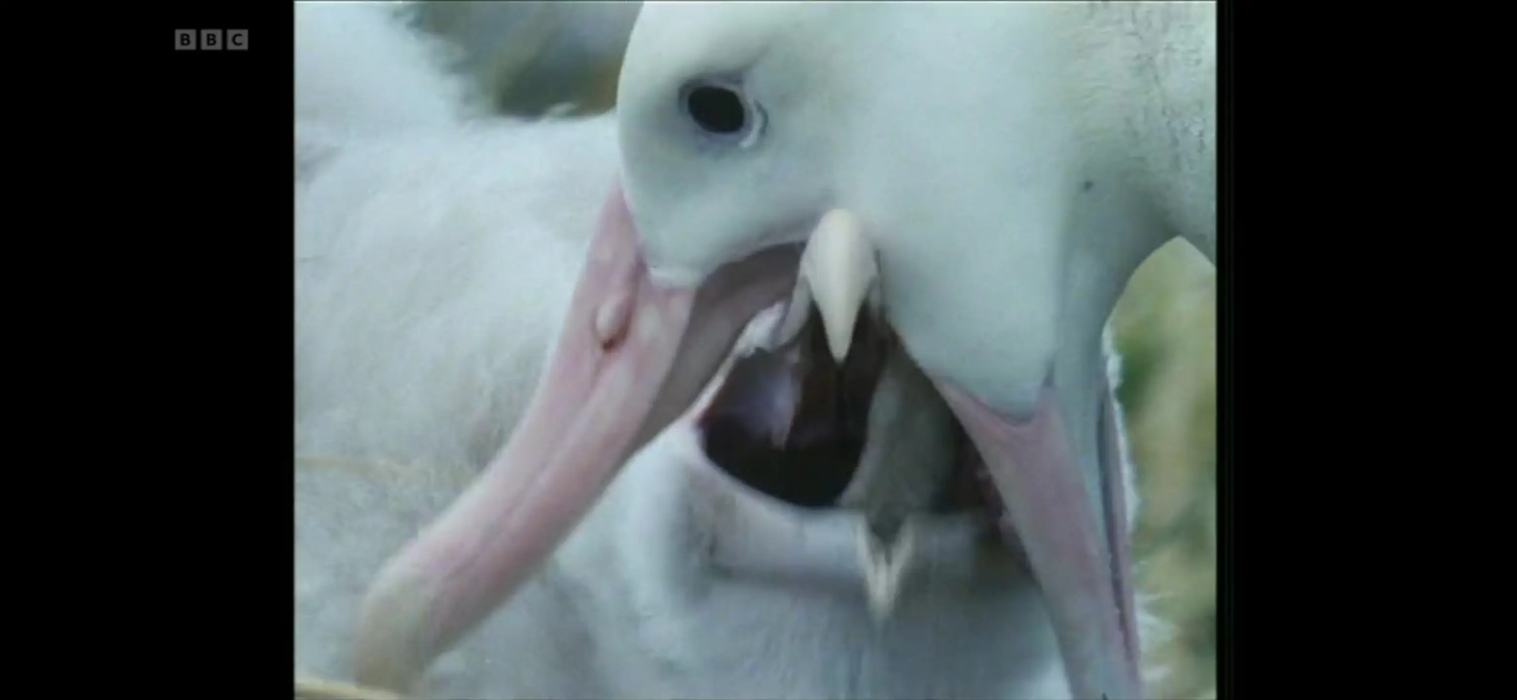 Wandering albatross (Diomedea exulans) as shown in Life in the Freezer - The Bountiful Sea